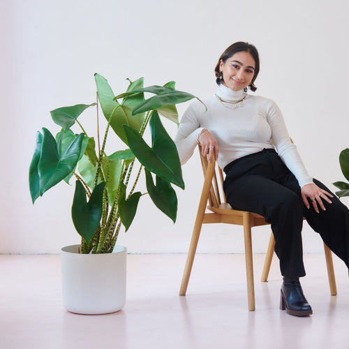 Elefantenohr Zebrina